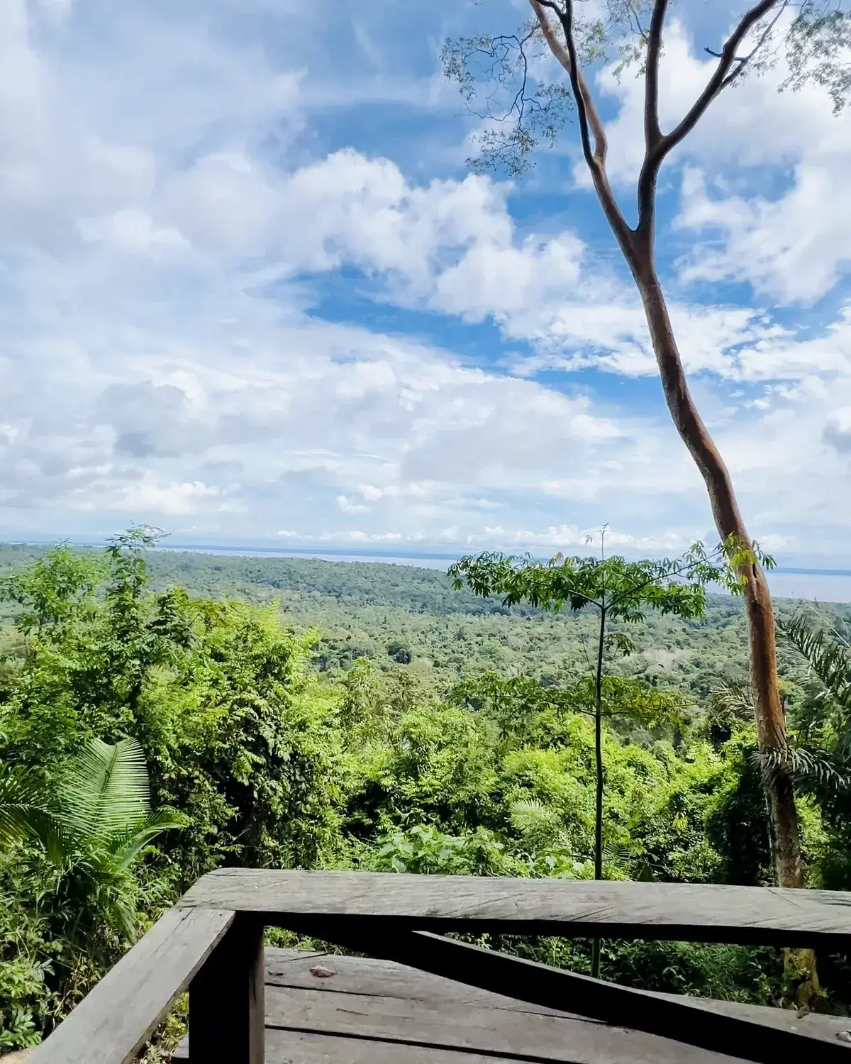 Floresta Nacional do Tapajós